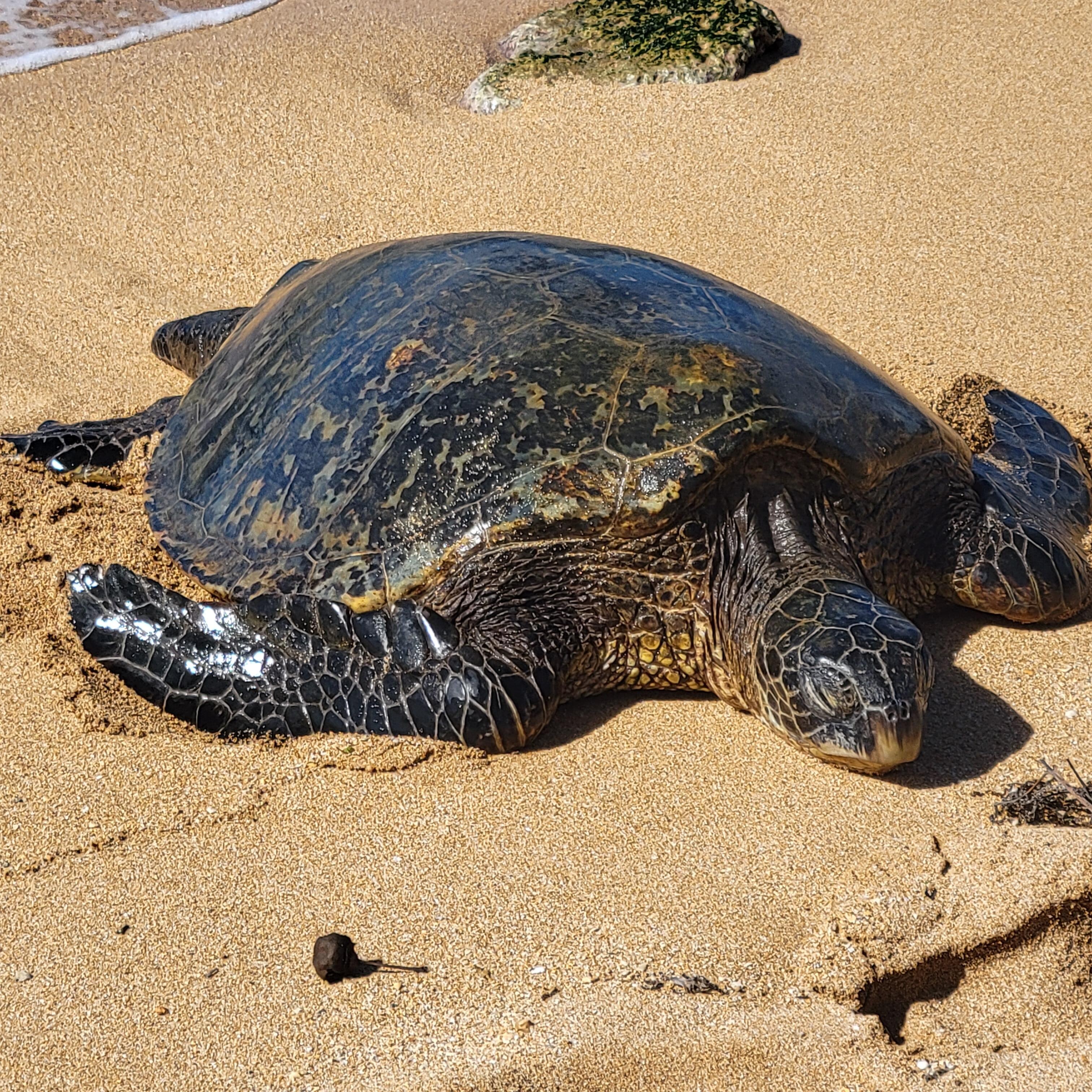 Sea Turtle